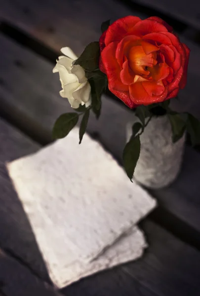 Красива червона і біла троянда — стокове фото