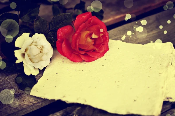 Όμορφο κόκκινο και άσπρο τριαντάφυλλο — Φωτογραφία Αρχείου
