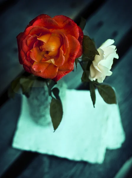 Belle rose rouge et blanche — Photo