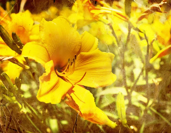 Flores de lírio amarelo — Fotografia de Stock