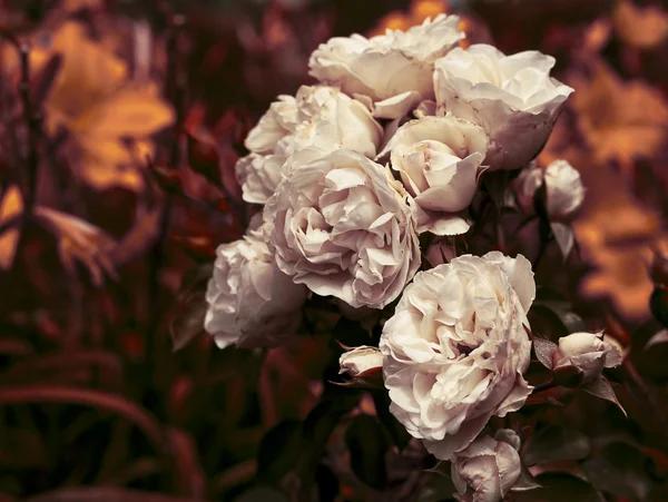 Rosas brancas com gotas de orvalho — Fotografia de Stock