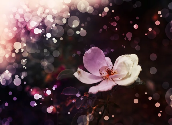 Rosas brancas com gotas de orvalho — Fotografia de Stock