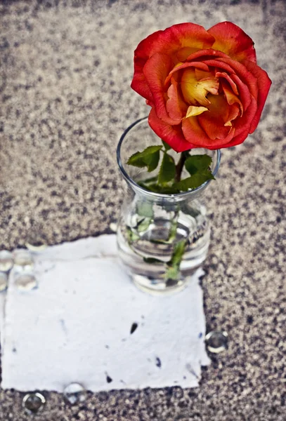 Rote Rose in Glasvase — Stockfoto