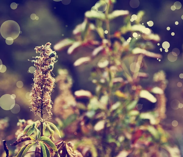 Flores coloridas com sol — Fotografia de Stock