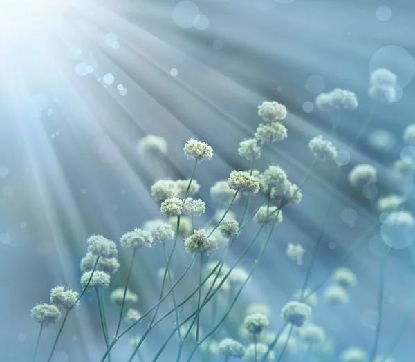 Petites fleurs blanches avec soleil — Photo