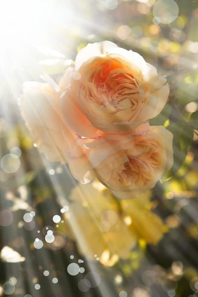 Gele rozen — Stockfoto