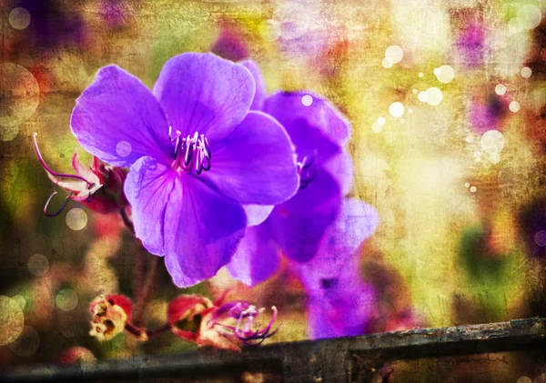 Ljust lila blommor — Stockfoto