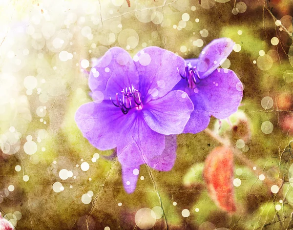 Bright Purple flowers — Stock Photo, Image