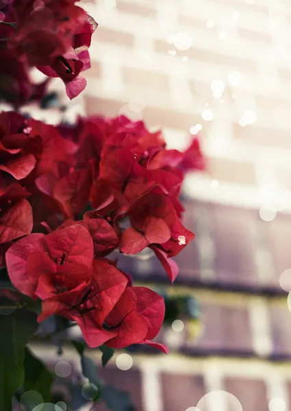 Leuchtend rote Blüten — Stockfoto