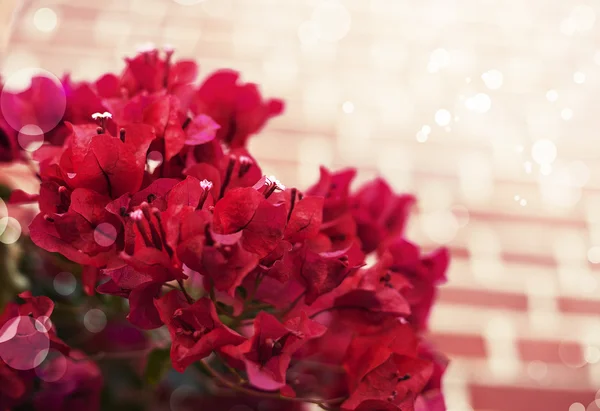 鲜艳的红色花朵 — 图库照片