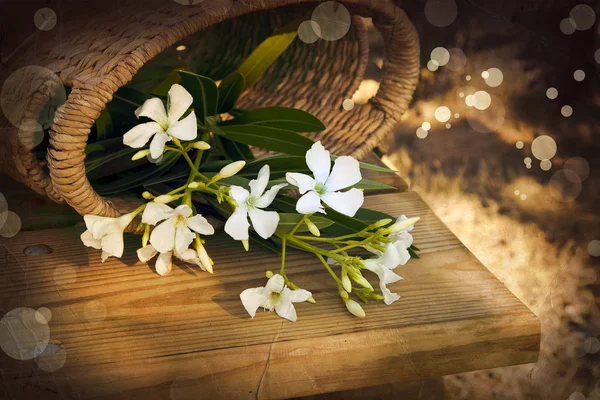 Pequenas flores brancas na cesta — Fotografia de Stock