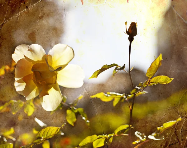 Gelbe Rosen — Stockfoto