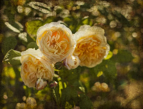 Cartão postal vintage com belas rosas — Fotografia de Stock