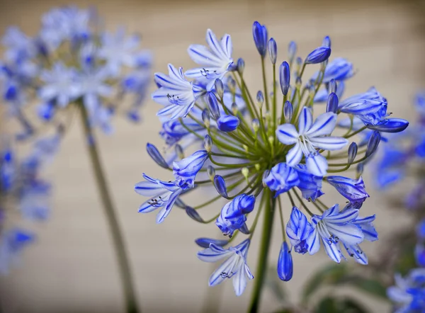 Blaue Blumen mit Sonnenschein — Stockfoto