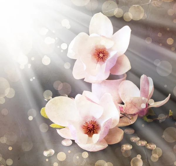 Spring background with magnolia flowers — Stock Photo, Image