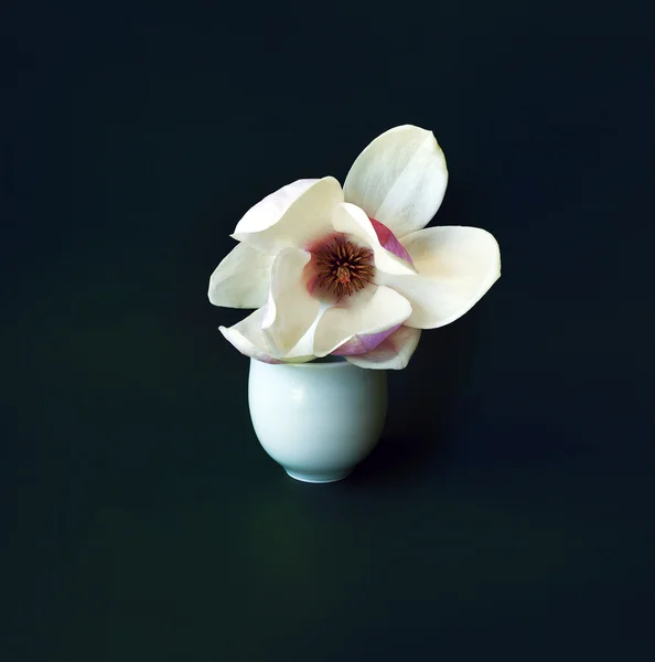 พื้นหลังฤดูใบไม้ผลิที่มีดอกไม้ Magnolia — ภาพถ่ายสต็อก