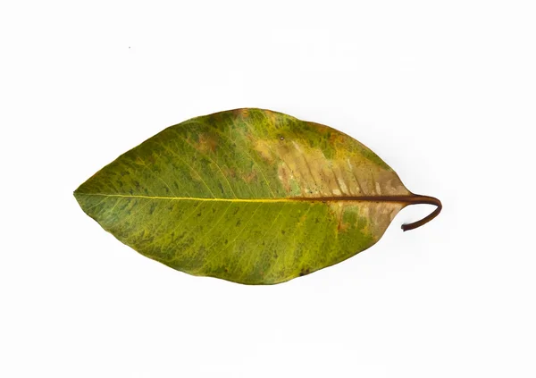 Зеленый жёлтый осенний лист — стоковое фото