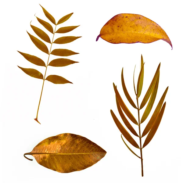 Ensemble de feuilles d'automne colorées — Photo