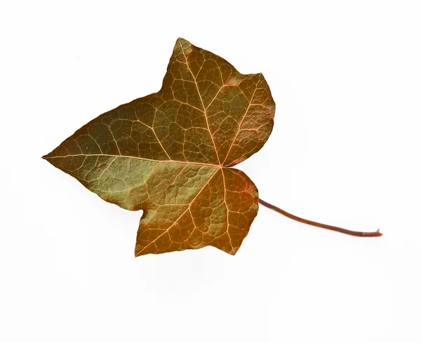 Hoja de arce de otoño colorido — Foto de Stock