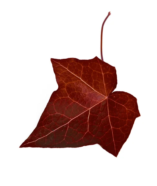 Farbenfrohes Herbst-Ahornblatt — Stockfoto