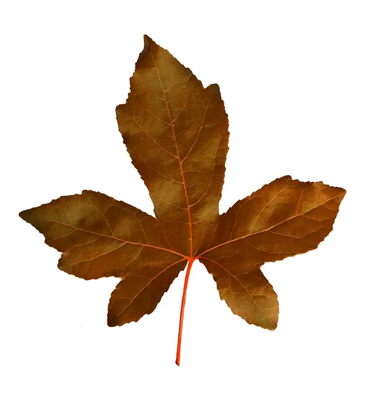 Πολύχρωμο φθινόπωρο φύλλο σφενδάμνου — Φωτογραφία Αρχείου