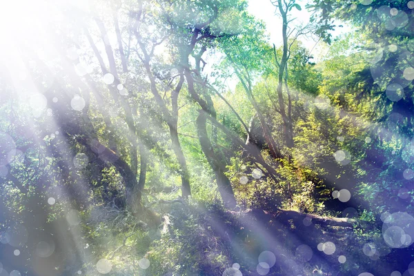 Voorjaar landschap met zon — Stockfoto