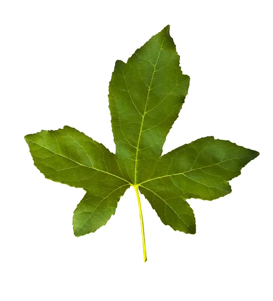 Colorful autumn maple leaf — Stock Image Colorful autumn maple leaf Royalty Free Stock Images