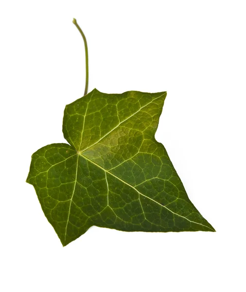 Colorful autumn maple leaf — Stock Image Colorful autumn maple leaf Royalty Free Stock Images