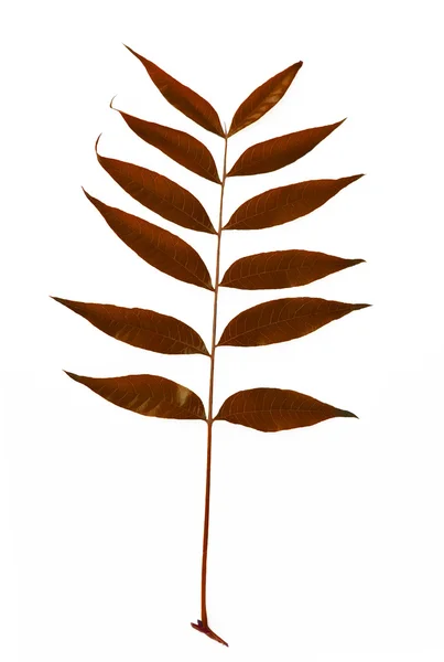 Colorful autumn leaf — Stock Image Colorful autumn leaf Stock Photo