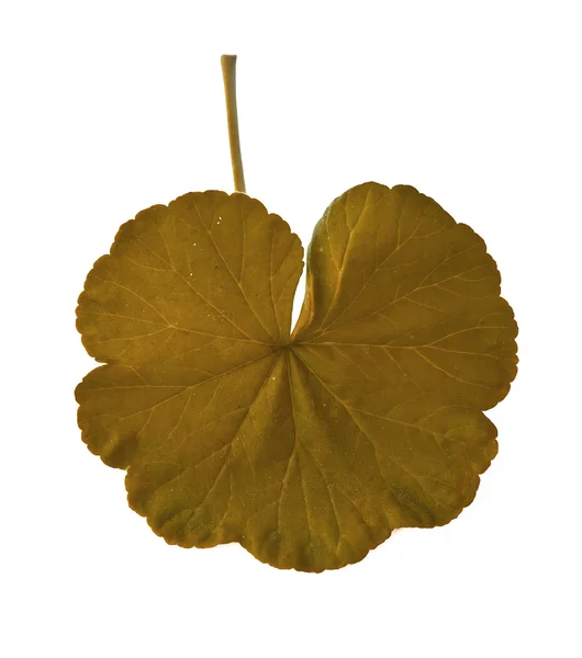 Colorful autumn leaf — Stock Image Colorful autumn leaf Stock Photo