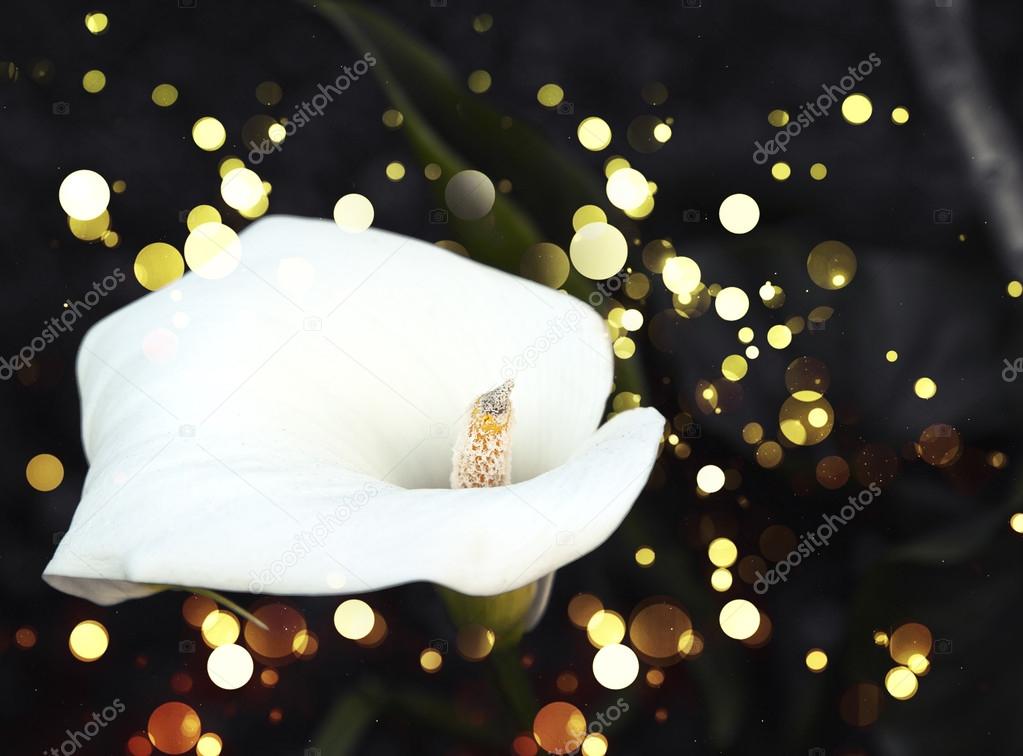 White calla lilies