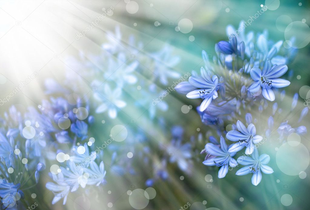 Little Blue flowers in sunshine