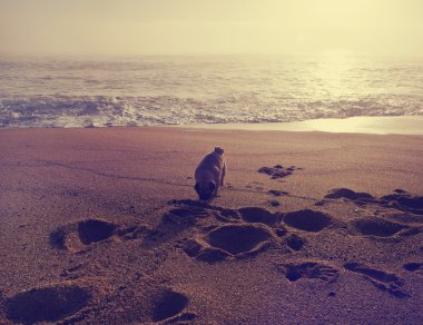 Kumla oynayan pug köpek yavrusu