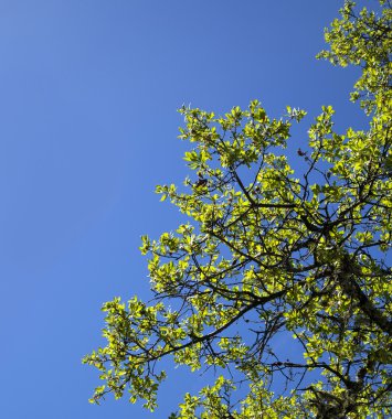 Mavi gökyüzü ve meşe ağacı