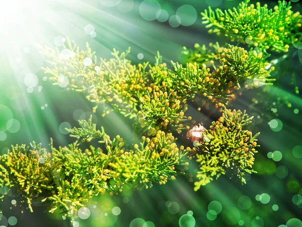 Green fir tree or pine branches — Stock Photo, Image