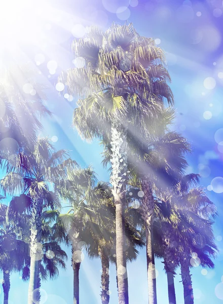 Palm trees — Stock Photo, Image