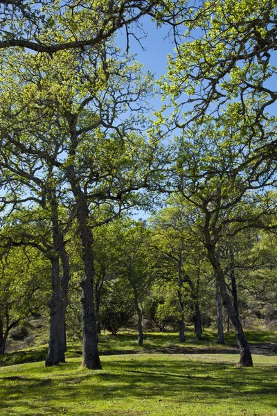 Paisaje de primavera con sol — Foto de Stock