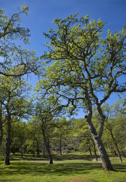 Voorjaar landschap met zon — Stockfoto