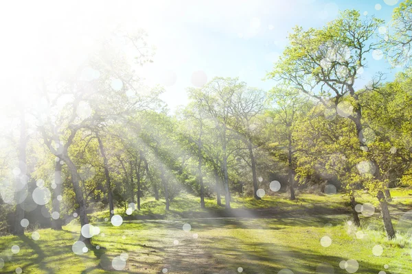 Voorjaar landschap met zon — Stockfoto