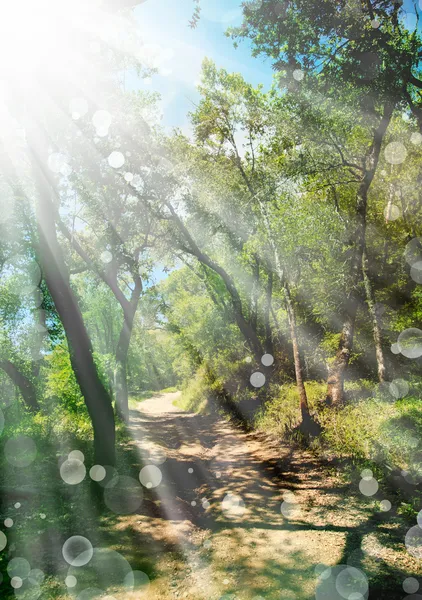 Voorjaar landschap met zon — Stockfoto