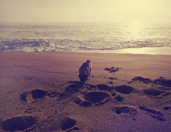 Pug cachorro brincando com areia — Fotografia de Stock