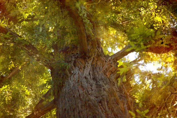 Big autumn tree from botom — Stock Photo, Image