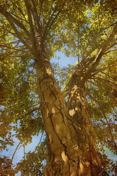 Gran árbol de otoño de botom —  Fotos de Stock