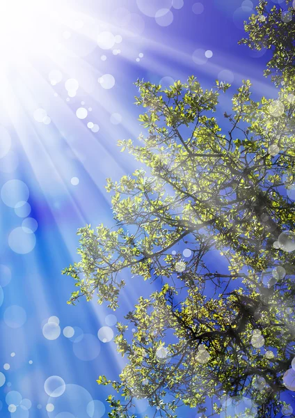 Blue sky and oak tree — Stock Photo, Image