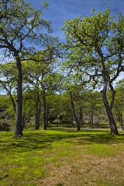 Sonniger Wald am frühen Morgen — Stockfoto