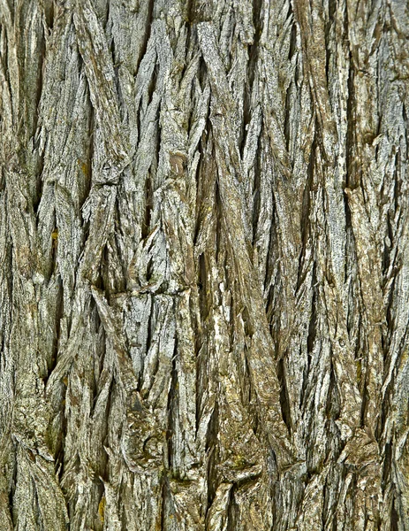 Wooden texture — Stock Photo, Image