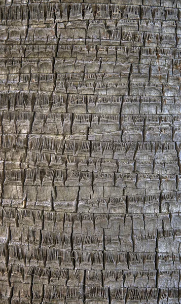 Коко ладонь текстура коры — стоковое фото