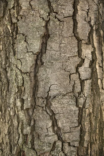 Rinde des alten Baumes — Stockfoto