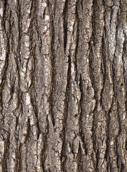 Holzstruktur — Stockfoto