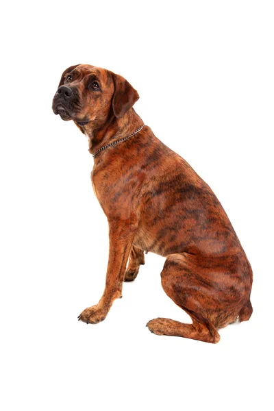 Boxer dog — Stock Photo, Image